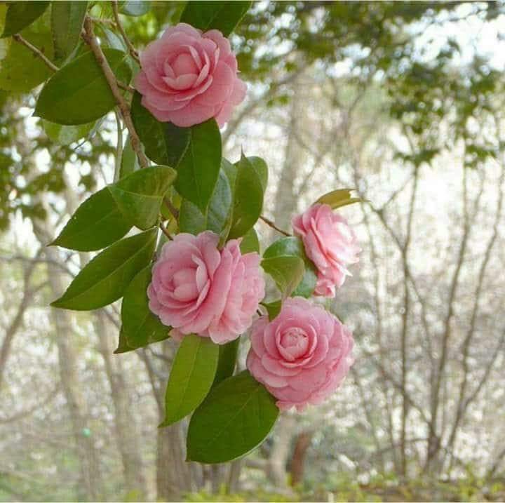 Prövar den nya redigeraren